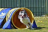 2nd chanche agility apeldoorn v.p