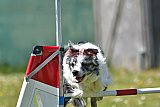 2nd chanche agility apeldoorn v.p