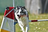 2nd chanche agility apeldoorn v.p