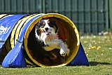 2nd chanche agility apeldoorn v.p