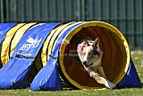 2nd chanche agility apeldoorn v.p