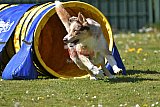 2nd chanche agility apeldoorn v.p