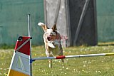 2nd chanche agility apeldoorn v.p