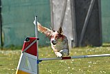 2nd chanche agility apeldoorn v.p