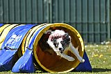 2nd chanche agility apeldoorn v.p