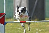 2nd chanche agility apeldoorn v.p
