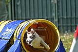 2nd chanche agility apeldoorn v.p