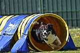 2nd chanche agility apeldoorn v.p
