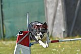 2nd chanche agility apeldoorn v.p