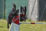 2nd chanche agility apeldoorn v.p
