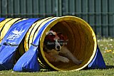 2nd chanche agility apeldoorn v.p