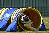 2nd chanche agility apeldoorn v.p
