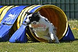 2nd chanche agility apeldoorn v.p