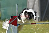 2nd chanche agility apeldoorn v.p