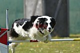 2nd chanche agility apeldoorn v.p