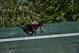 2nd chanche agility apeldoorn v.p