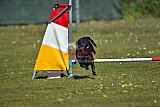 2nd chanche agility apeldoorn v.p