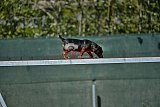 2nd chanche agility apeldoorn v.p