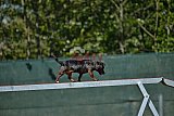 2nd chanche agility apeldoorn v.p