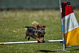 2nd chanche agility apeldoorn v.p