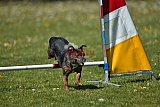 2nd chanche agility apeldoorn v.p
