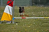 2nd chanche agility apeldoorn v.p