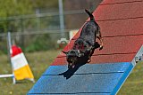 2nd chanche agility apeldoorn v.p