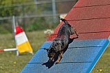 2nd chanche agility apeldoorn v.p