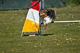 2nd chanche agility apeldoorn v.p
