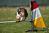 2nd chanche agility apeldoorn v.p