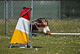 2nd chanche agility apeldoorn v.p