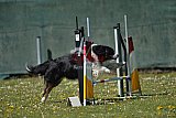 2nd chanche agility apeldoorn v.p