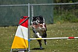 2nd chanche agility apeldoorn v.p
