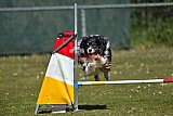2nd chanche agility apeldoorn v.p