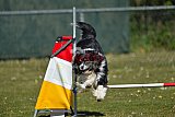 2nd chanche agility apeldoorn v.p