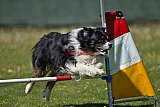 2nd chanche agility apeldoorn v.p