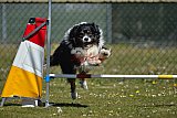 2nd chanche agility apeldoorn v.p