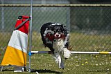 2nd chanche agility apeldoorn v.p
