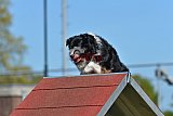 2nd chanche agility apeldoorn v.p