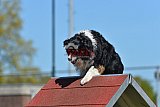 2nd chanche agility apeldoorn v.p
