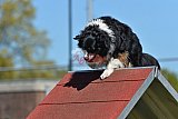 2nd chanche agility apeldoorn v.p