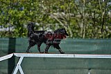 2nd chanche agility apeldoorn v.p
