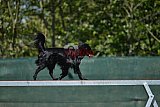 2nd chanche agility apeldoorn v.p