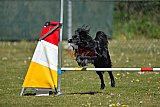 2nd chanche agility apeldoorn v.p