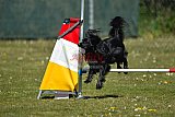 2nd chanche agility apeldoorn v.p