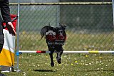 2nd chanche agility apeldoorn v.p