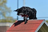2nd chanche agility apeldoorn v.p
