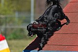 2nd chanche agility apeldoorn v.p