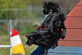 2nd chanche agility apeldoorn v.p