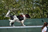2nd chanche agility apeldoorn v.p